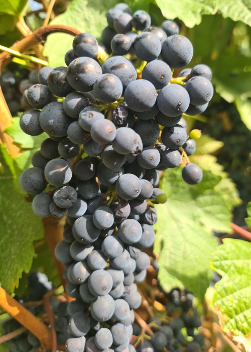 Pinot Kors 20260901 120920